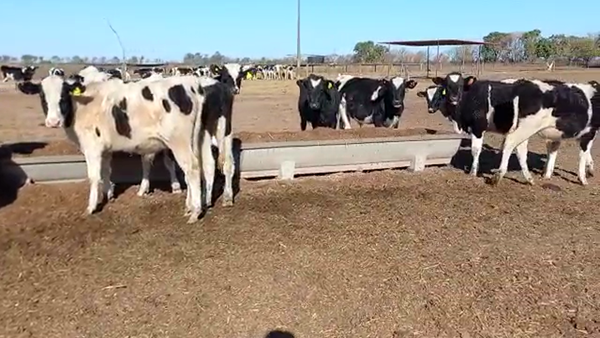 Lote 15 Novillitos Holando Argentino en Seeber, Córdoba