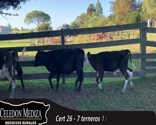 Lote (Vendido)7 Terneros 3 HE X HO,  1 AA X HO,  1 AA,  1 HO X NO,  1 NO X AA 170kg - , Colonia