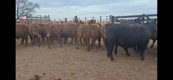 Lote 25 Novillitos faena en Las Vertientes, Córdoba