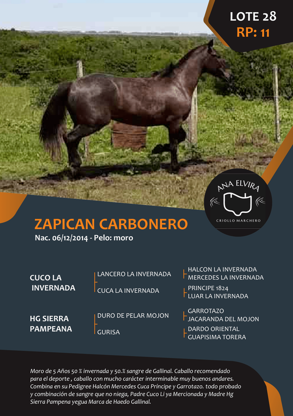 Lote RP 11 - ZAPICAN CARBONERO