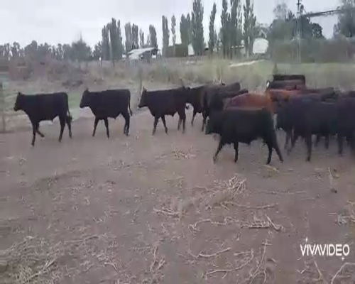 Lote 110 Terneros en Brandsen, Buenos Aires