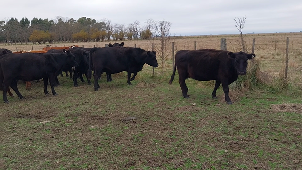Lote 16 Vacas CUT preñadas en Buenos Aires, arboledas