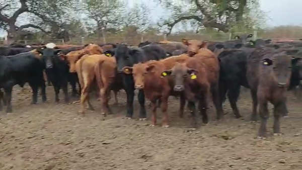 Lote 94 Terneros Braford y Cruzas Británicas en Arroyito, Córdoba