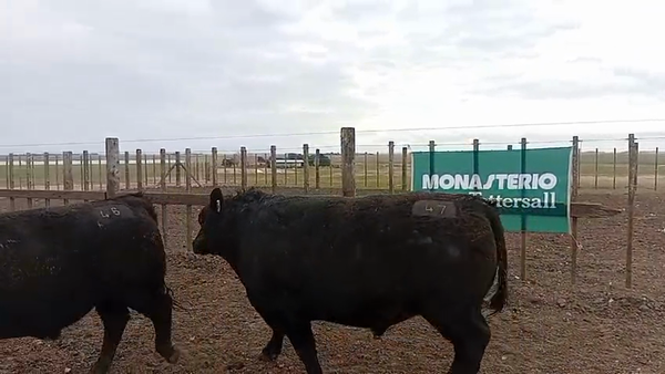 Lote Toros