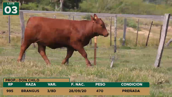 Lote HEMBRAS LOTE 3