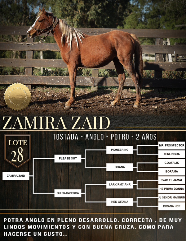 Lote ZAMIRA ZAID