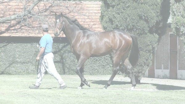 Lote COSTELLO (SIXTIES SONG - CIENCIA OCULTA)