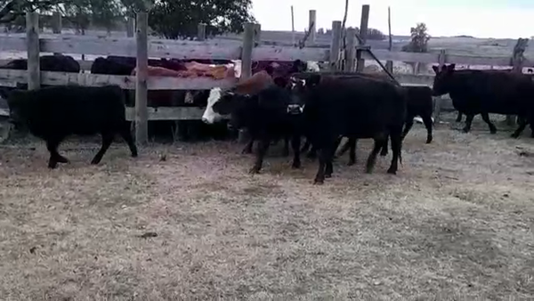 Lote (Vendido)14 Piezas de cría AA en AGRACIADA