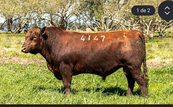 Lote RP 4147