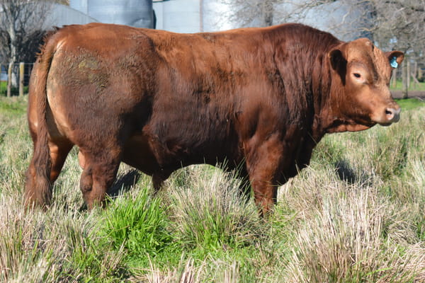 438 — Toros PC
