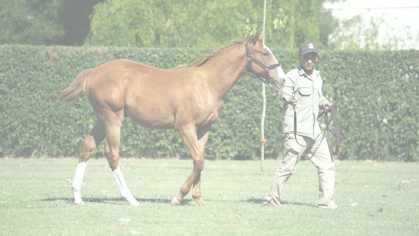 Lote TAN ESPERADO (CITYSCAPE -  TAMBOREA)