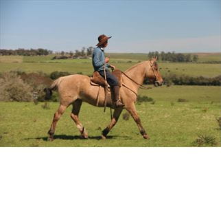 Lote SANTA GLORIA MENDOCINA
