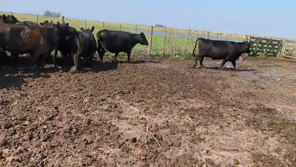 Lote 21 Vacas C/ gtia de preñez NUEVAS, MEDIO Y USADAS