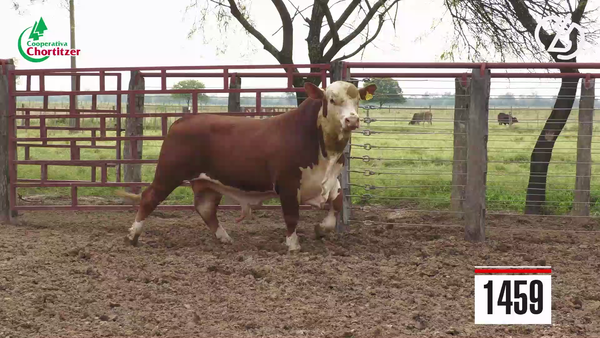 Lote Braford