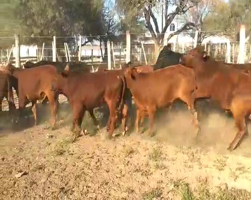Lote 45 Novillos en Quimilí, Santiago del Estero