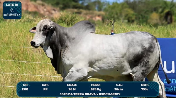 Lote LOTE 10
