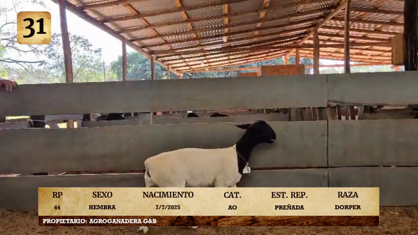 Lote LOTE 31