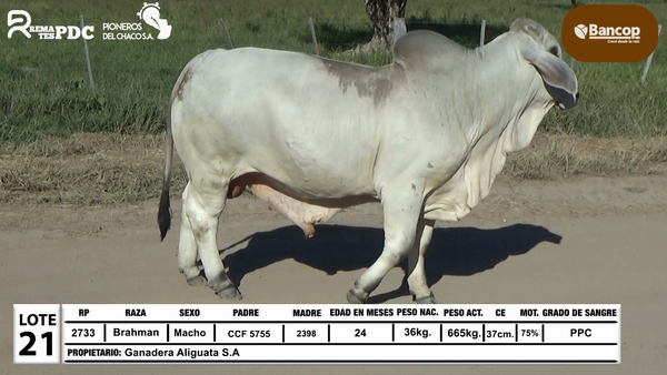 Lote Lote 21