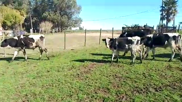 Lote 6 Terneros HOLANDO 180kg - , San José