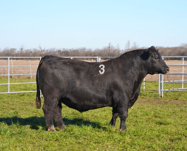 Lote TOROS PEDIGREE H383 H417