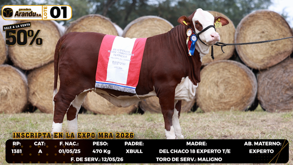 Lote LOTE 1