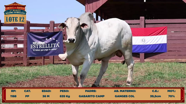 Lote LOTE 12