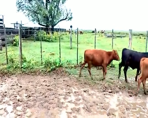 Lote 53 Terneros en Canals, Córdoba