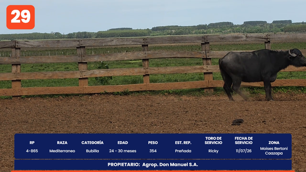 Lote LOTE 29
