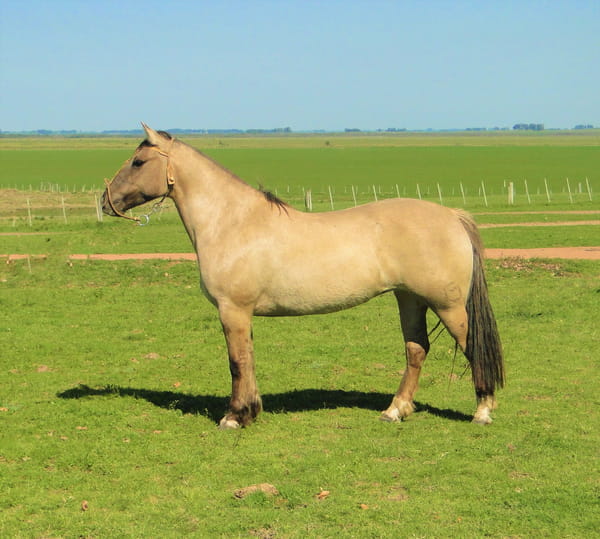 Lote Criollos da Fronteira Cañada Katimba  RP: 362
