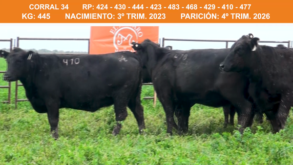 Lote VAQUILLONAS BRANGUS PREÑADAS  2023 EL AMPARO