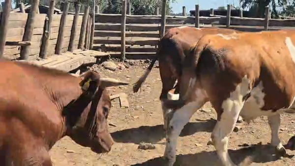 Lote 45 Novillo Gordo en Pelarco, VII  Región Maule