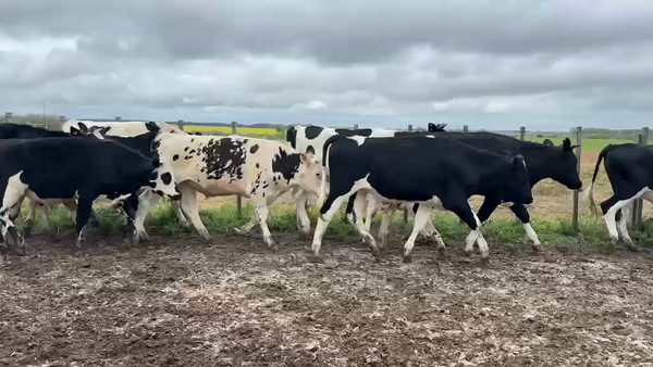 Lote NOVILLOS 1 a 2 AÑOS