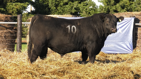 Lote TOROS ANGUS PURO CONTROLADO