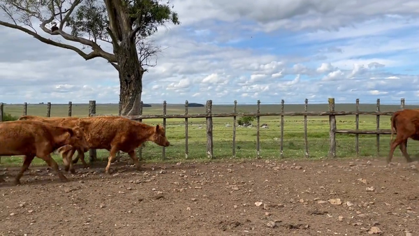 Lote Vacas Preñadas
