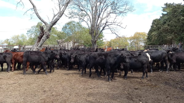 Lote SAENZ VALIENTE, BULLRICH Y Cia. S.A.