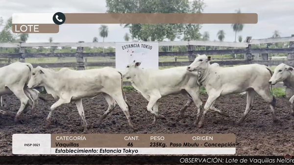 Lote Vaquillas Cbo 4