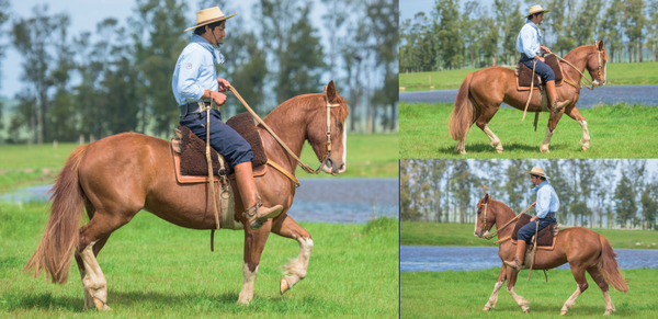 Lote EL GAVILÁN OCTAVIO