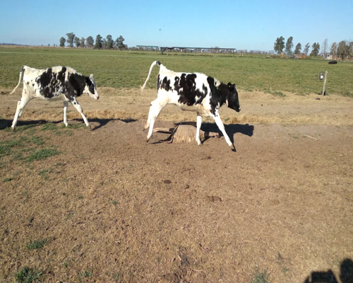 Lote VAQUILLONAS P/ENTORAR Y TERNERAS