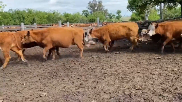 Lote Vacas de Invernada