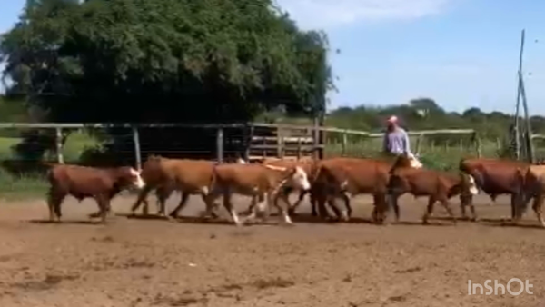 Lote 25 Terneros/as en Corrientes, Paso de Los Libres