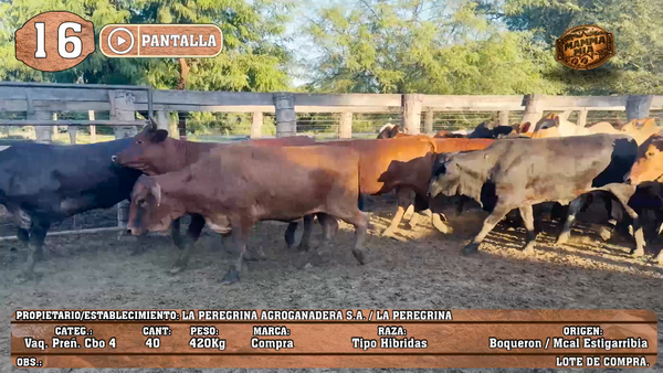 Lote LOTE 16 - POR PANTALLA