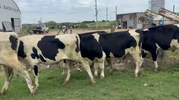 Lote 29 Novillos, San José