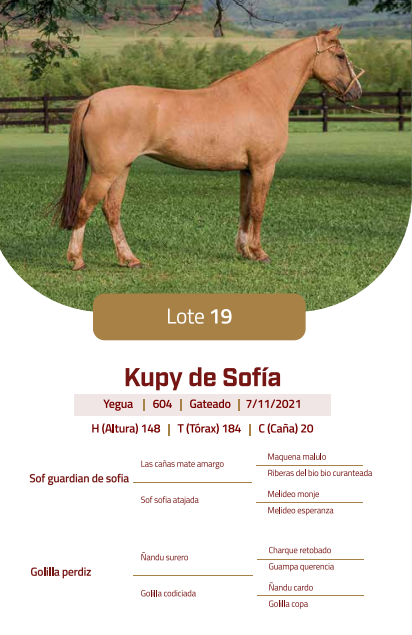 Lote LOTE 19
