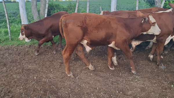 Lote 25 Terneros Braford en Sunchales, Santa Fe