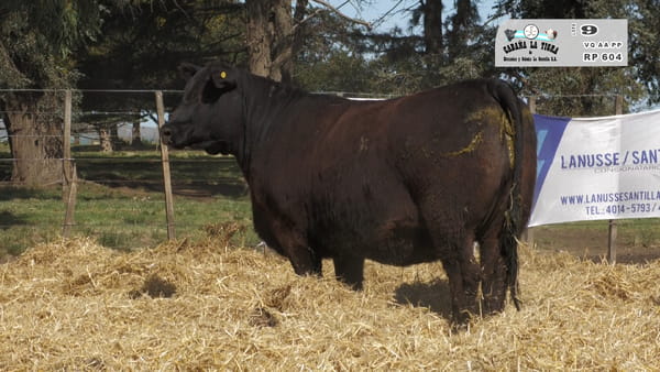 604 — HEMBRAS ANGUS PURAS DE PEDIGREE PREÑADAS