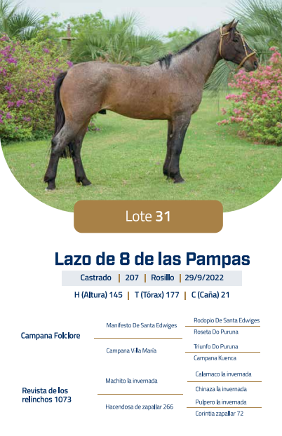 Lote LOTE 31