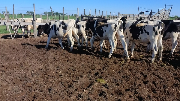 Lote 24 Novillitos Holando Argentino en San Francisco, Córdoba