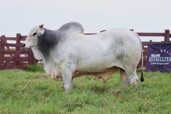 Lote LOTE 57