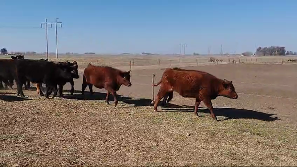 Lote 75 TERNS MACHOS, HENDERSON, PCIA. DE BUENOS AIRES