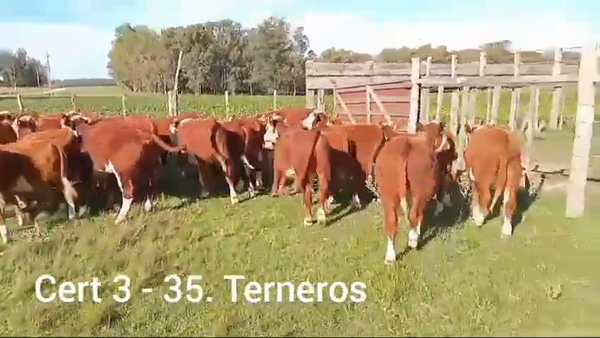 Lote TERNEROS